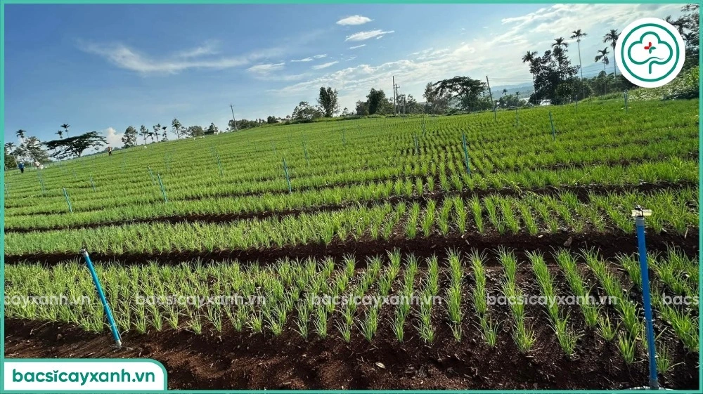 Ruộng hành thực hiện phòng bệnh thối nhũn
